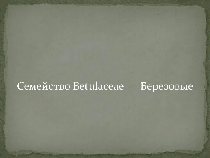 Семейство Betulaceae — Березовые