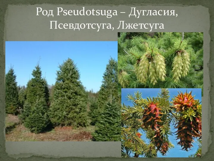 Род Pseudotsuga – Дугласия, Псевдотсуга, Лжетсуга