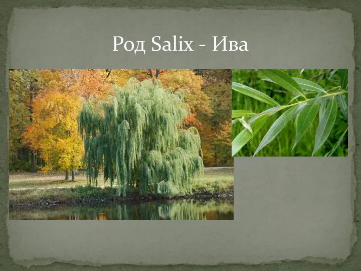 Род Salix - Ива