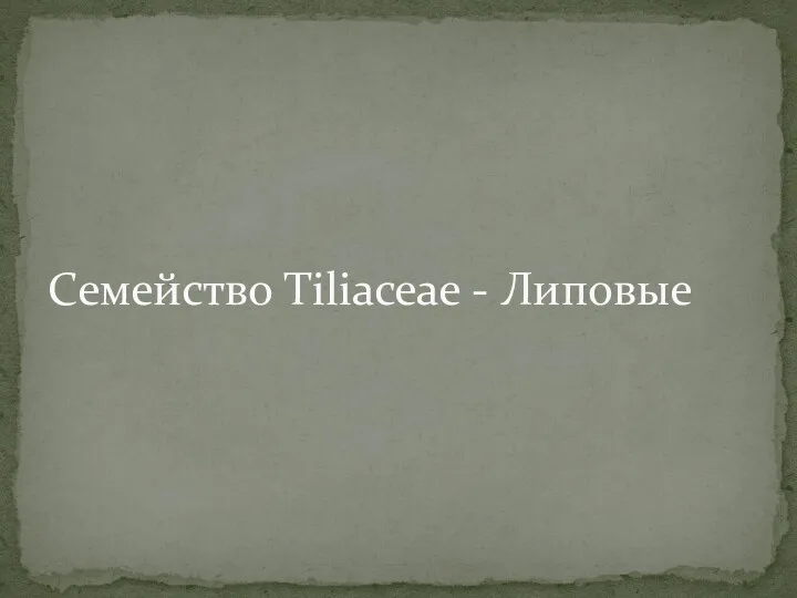 Семейство Tiliaceae - Липовые