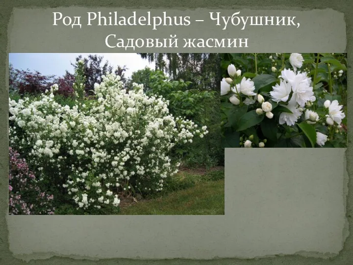 Род Philadelphus – Чубушник, Садовый жасмин