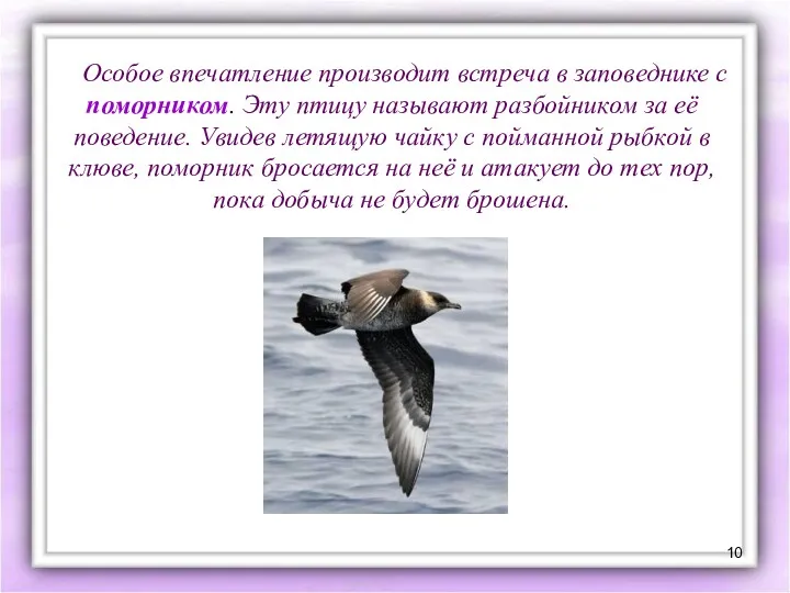 Особое впечатление производит встреча в заповеднике с поморником. Эту птицу