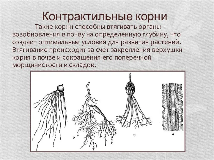 Контрактильные корни Такие корни способны втягивать органы возобновления в почву