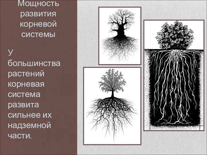 Мощность развития корневой системы У большинства растений корневая система развита сильнее их надземной части.