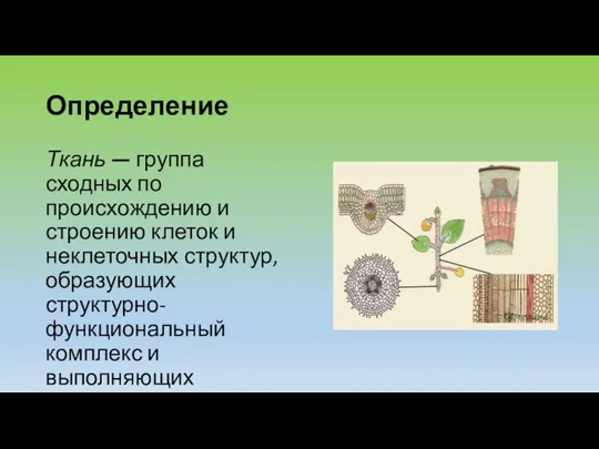 Определение Ткань — группа сходных по происхождению и строению клеток