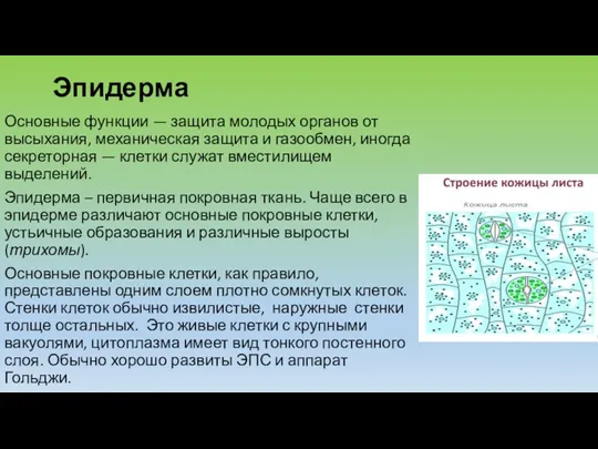 Эпидерма Основные функции — защита молодых органов от высыхания, механическая