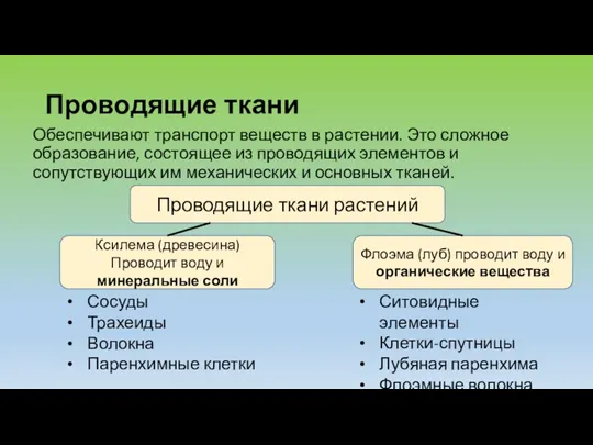 Проводящие ткани Обеспечивают транспорт веществ в растении. Это сложное образование,