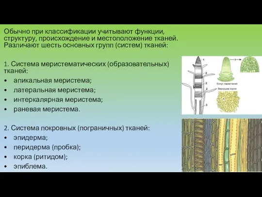 Обычно при классификации учитывают функции, структуру, происхождение и местоположение тканей.