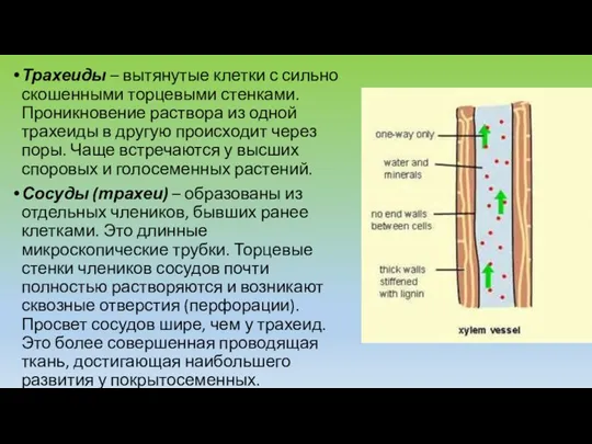 Трахеиды – вытянутые клетки с сильно скошенными торцевыми стенками. Проникновение