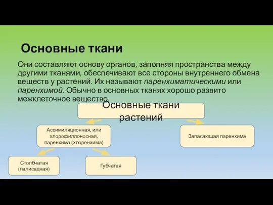 Основные ткани Они составляют основу органов, заполняя пространства между другими