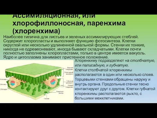 Ассимиляционная, или хлорофиллоносная, паренхима (хлоренхима) Наиболее типична для листьев и