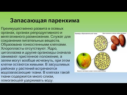 Запасающая паренхима Преимущественно развита в осевых органах, органах репродуктивного и