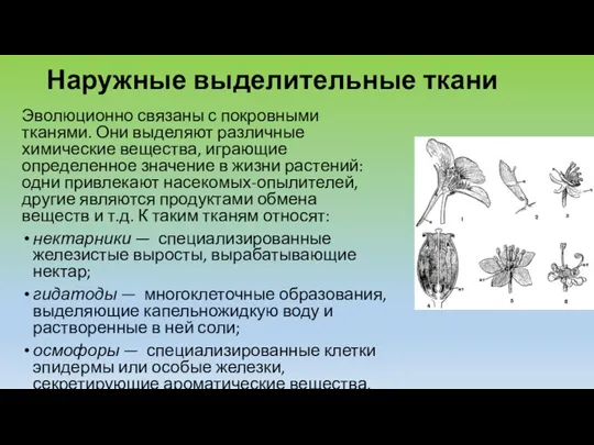 Наружные выделительные ткани Эволюционно связаны с покровными тканями. Они выделяют