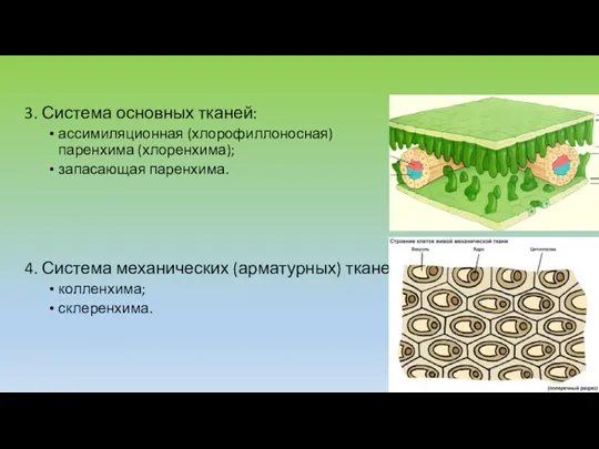 3. Система основных тканей: ассимиляционная (хлорофиллоносная) паренхима (хлоренхима); запасающая паренхима.