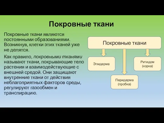 Покровные ткани Покровные ткани являются постоянными образованиями. Возникнув, клетки этих