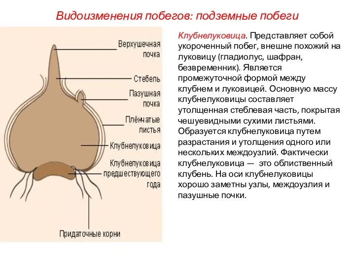 Клубнелуковица. Представляет собой укороченный побег, внешне похожий на луковицу (гладиолус,