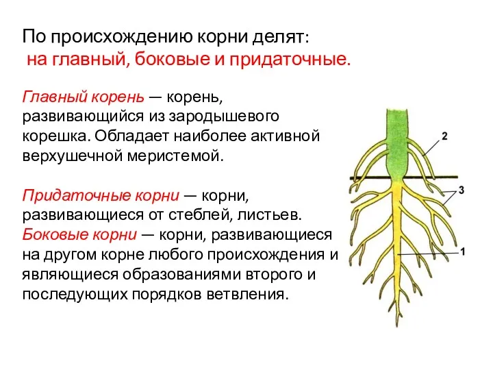 Главный корень — корень, развивающийся из зародышевого корешка. Обладает наиболее