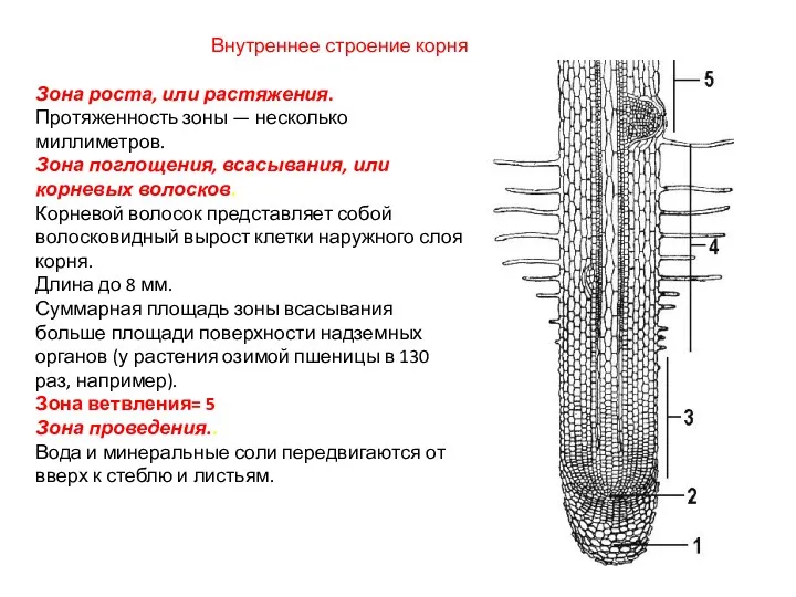 Зона роста, или растяжения. Протяженность зоны — несколько миллиметров. Зона