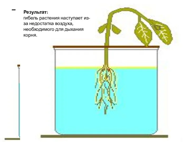Дыхание корней Для нормального роста и развития растения необходимо чтобы