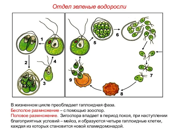 В жизненном цикле преобладает гаплоидная фаза. Бесполое размножение – с