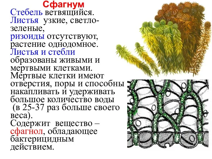 Сфагнум Стебель ветвящийся. Листья узкие, светло-зеленые, ризоиды отсутствуют, растение однодомное.