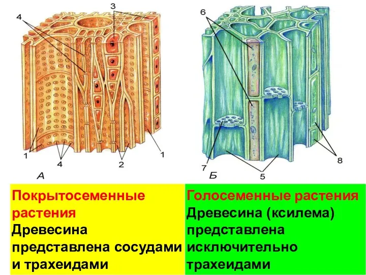 Проводящие ткани. А – ксилема; Б - флоэма 1 –