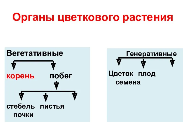 Органы цветкового растения Вегетативные корень побег стебель листья почки Генеративные Цветок плод семена