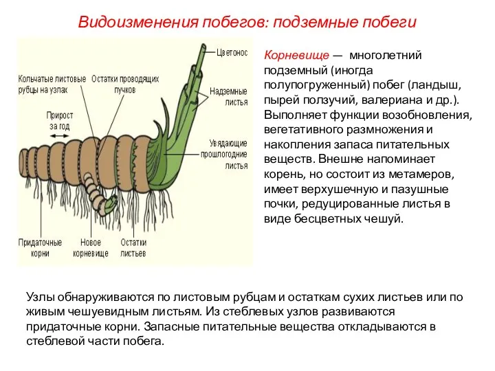 Видоизменения побегов: подземные побеги Корневище — многолетний подземный (иногда полупогруженный)