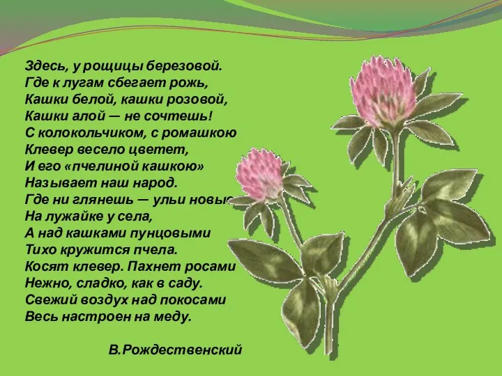 Здесь, у рощицы березовой. Где к лугам сбегает рожь, Кашки