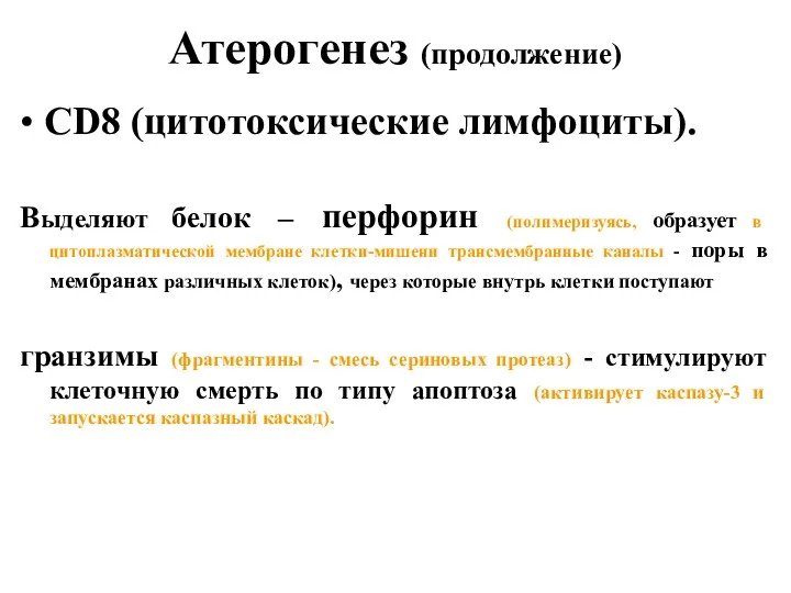 Атерогенез (продолжение) • СD8 (цитотоксические лимфоциты). Выделяют белок – перфорин