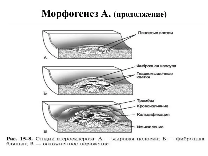 Морфогенез А. (продолжение)