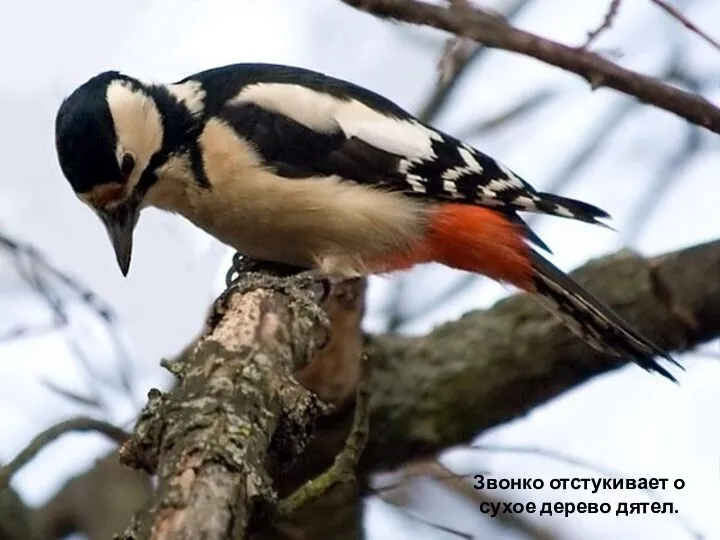 Звонко отстукивает о сухое дерево дятел.