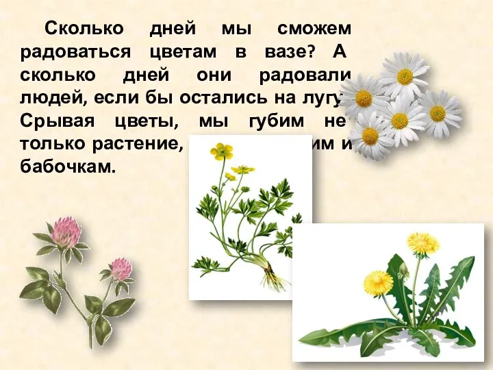 Сколько дней мы сможем радоваться цветам в вазе? А сколько дней они радовали