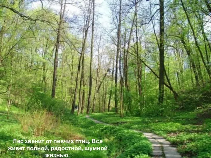 Лес звенит от певчих птиц. Все живет полной, радостной, шумной жизнью.