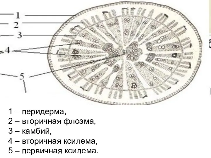 1 – перидерма, 2 – вторичная флоэма, 3 – камбий,