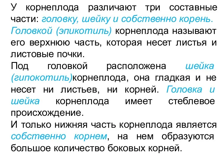 У корнеплода различают три составные части: головку, шейку и собственно