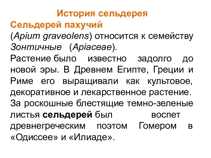 История сельдерея Сельдерей пахучий (Apium graveolens) относится к семейству Зонтичные