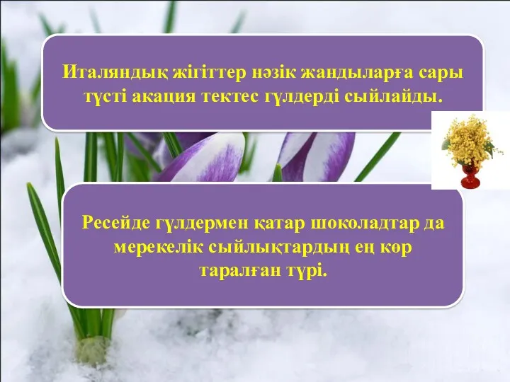 Италяндық жігіттер нәзік жандыларға сары түсті акация тектес гүлдерді сыйлайды.