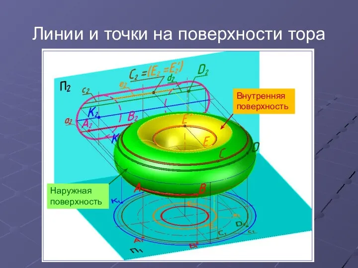 Линии и точки на поверхности тора Внутренняя поверхность Наружная поверхность