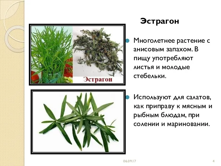 Эстрагон Многолетнее растение с анисовым запахом. В пищу употребляют листья