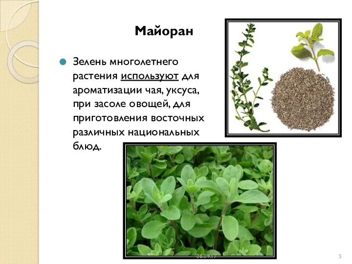Майоран Зелень многолетнего растения используют для ароматизации чая, уксуса, при
