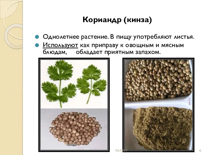Кориандр (кинза) Однолетнее растение. В пищу употребляют листья. Используют как