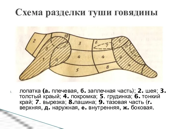 Схема разделки туши говядины лопатка (а. плечевая, б. заплечная часть);