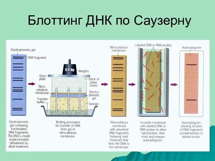 Блоттинг ДНК по Саузерну