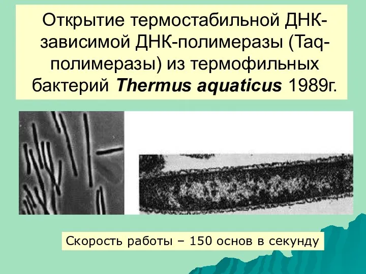 Открытие термостабильной ДНК-зависимой ДНК-полимеразы (Taq-полимеразы) из термофильных бактерий Thermus aquaticus