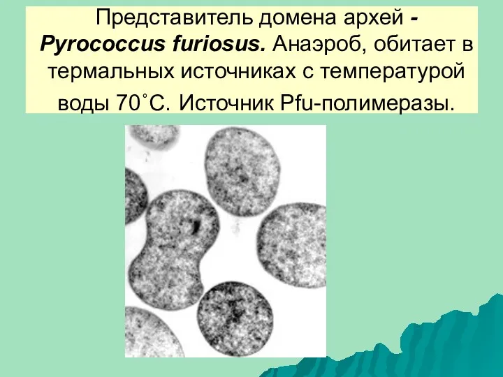 Представитель домена архей - Pyrococcus furiosus. Анаэроб, обитает в термальных