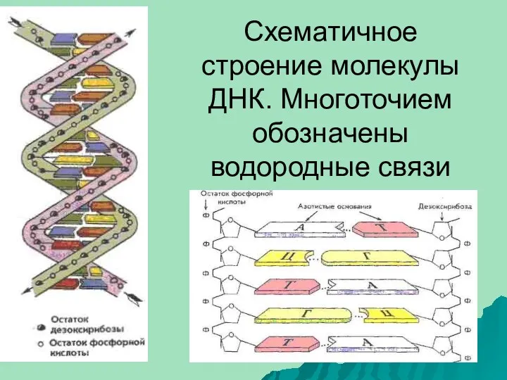 Схематичное строение молекулы ДНК. Многоточием обозначены водородные связи