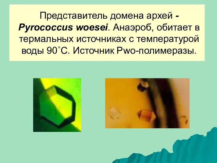 Представитель домена архей - Pyrococcus woesei. Анаэроб, обитает в термальных