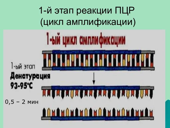 1-й этап реакции ПЦР (цикл амплификации) 0,5 – 2 мин