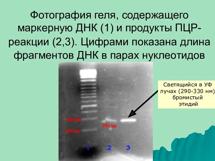 Фотография геля, содержащего маркерную ДНК (1) и продукты ПЦР-реакции (2,3).